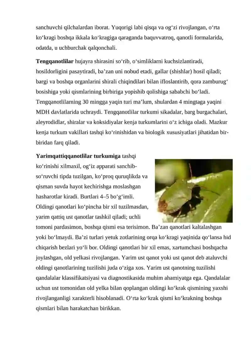 Hasharotlar qanotlarining tuzilishi. 4