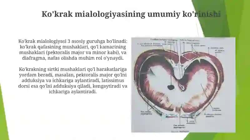 Ko'krak qafasi anatomiyasi va miologiyasi 4
