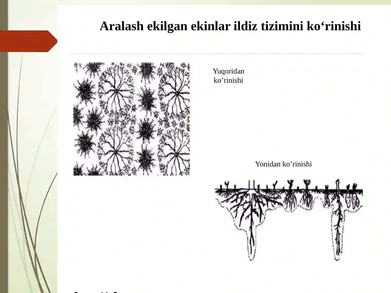 Organik dehqonchilikda rejallashtirish 4