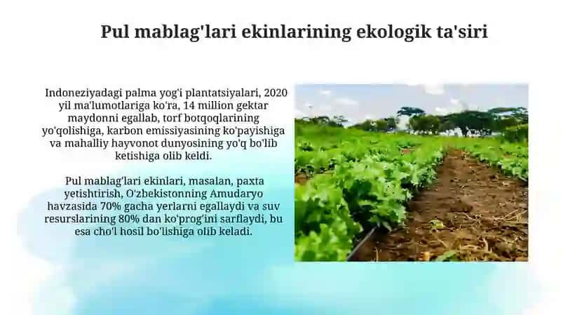 Pul mablag'lari ekinlarining yetishtirish texnologiyalari 4