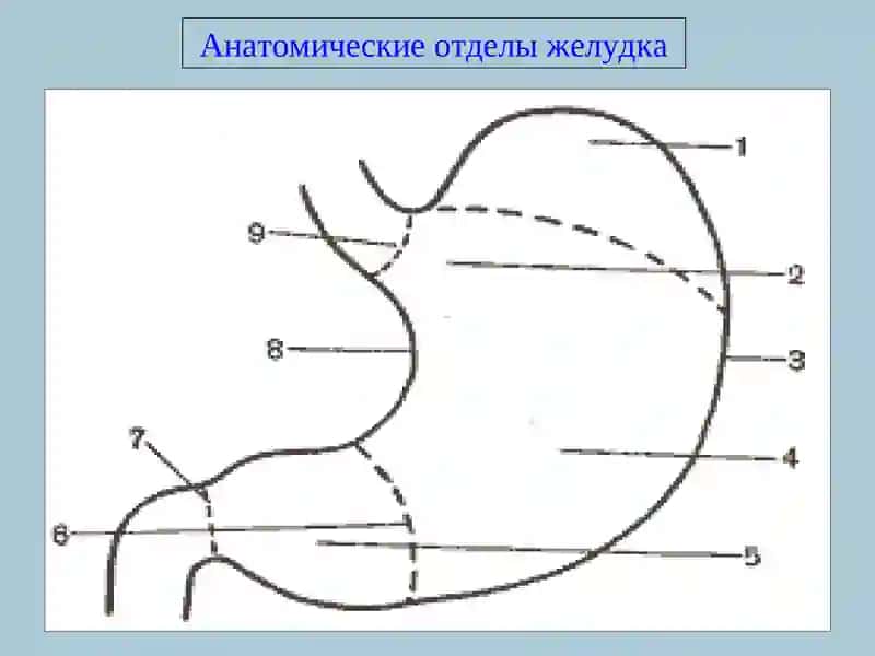ЯЗВЕННАЯ БОЛЕЗНЬ ЖЕЛУДКА И ДВЕНАДЦАТИПЕРСТНОЙ КИШКИ 4