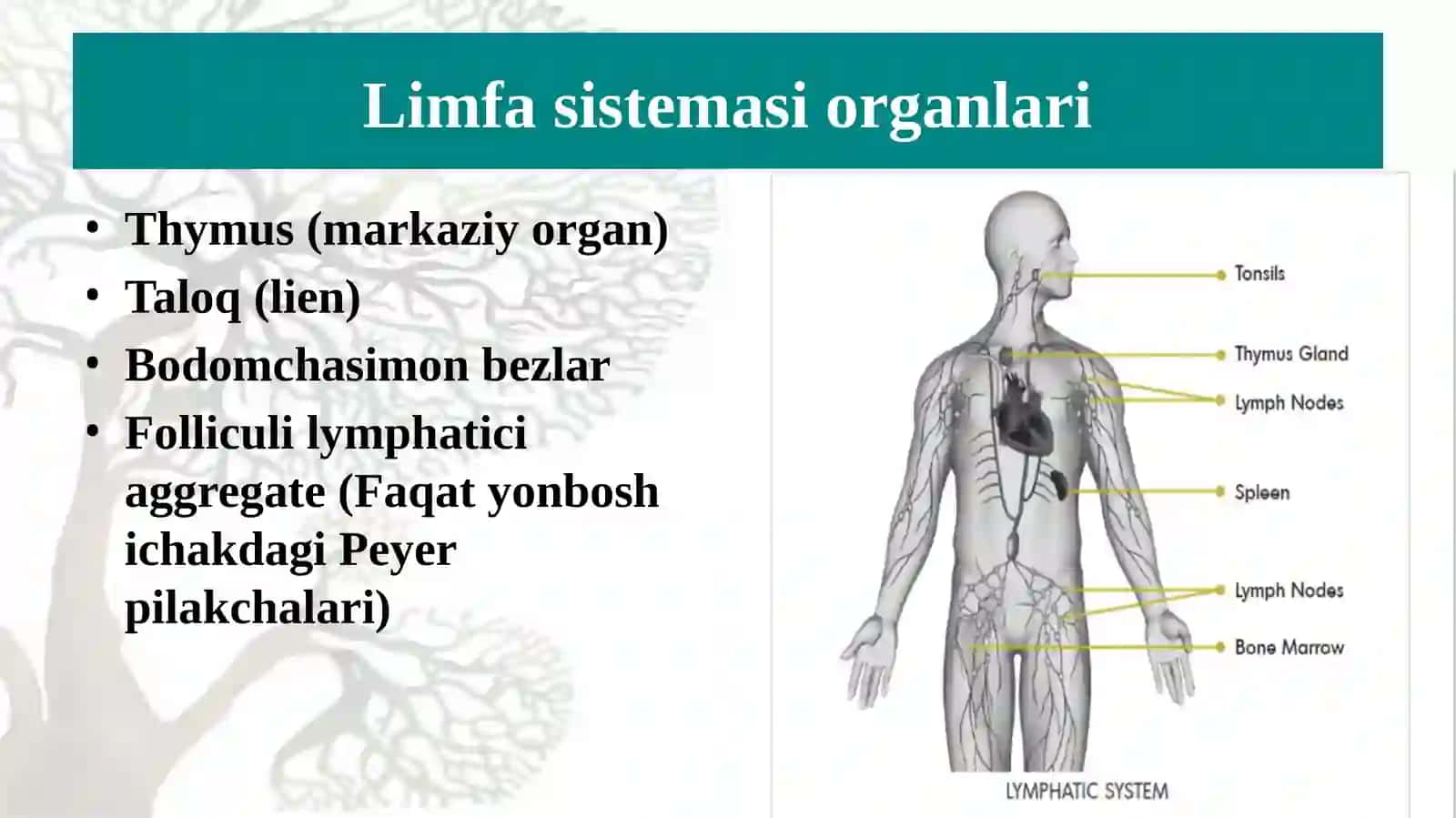Limfa tizimning funksional va klinik anatomiyasi. Yuza va chuqur limfa tugunlarni joylashuvi va proyeksiyasi, asosiy  limfa oqimlari. Taloq: tuzilishi, klinik ahamiyati. 4