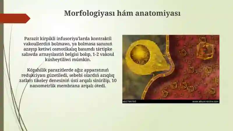 Parazit kirpikli infuzoriyalar 4