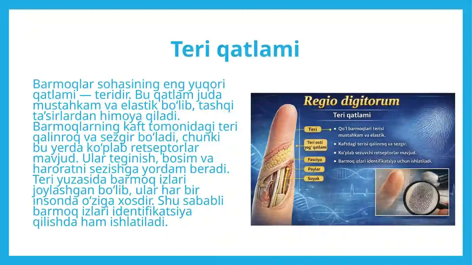 Regio digitorum 4