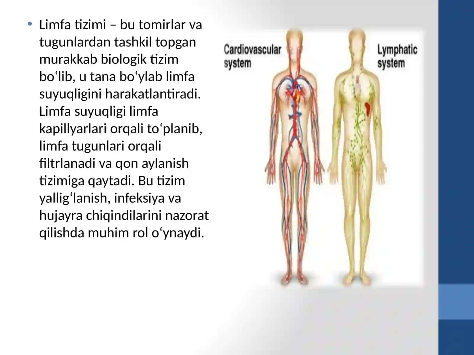 Limfav immunitizimi: tuzilishi, funksiyalari va yoshga qarab o'zgarishlari 4