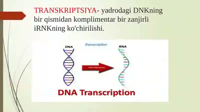Oqsilbiosintezivauning boshqarilishi 4