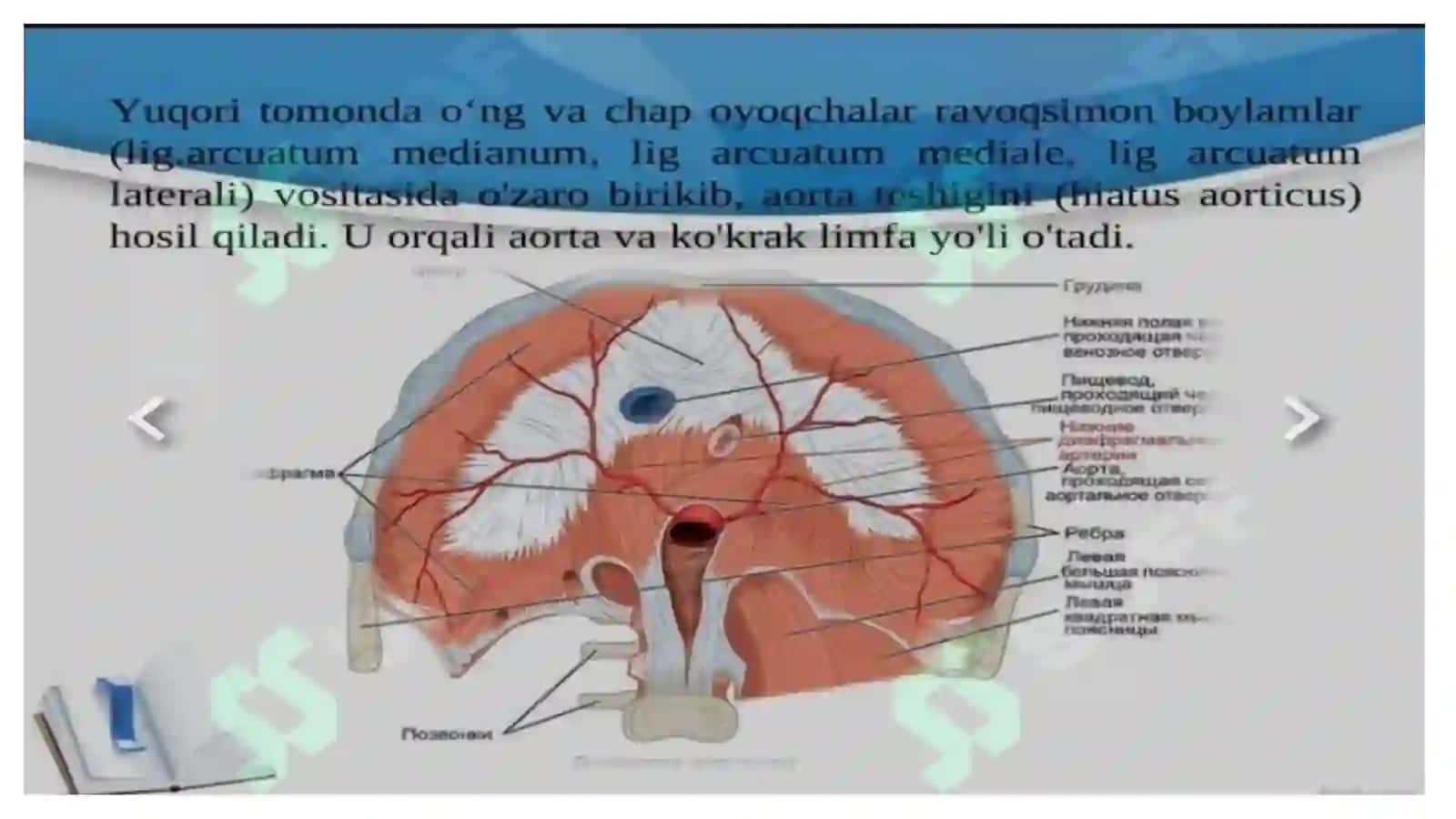 Diafragma mushaklari fiziologiyasi 4