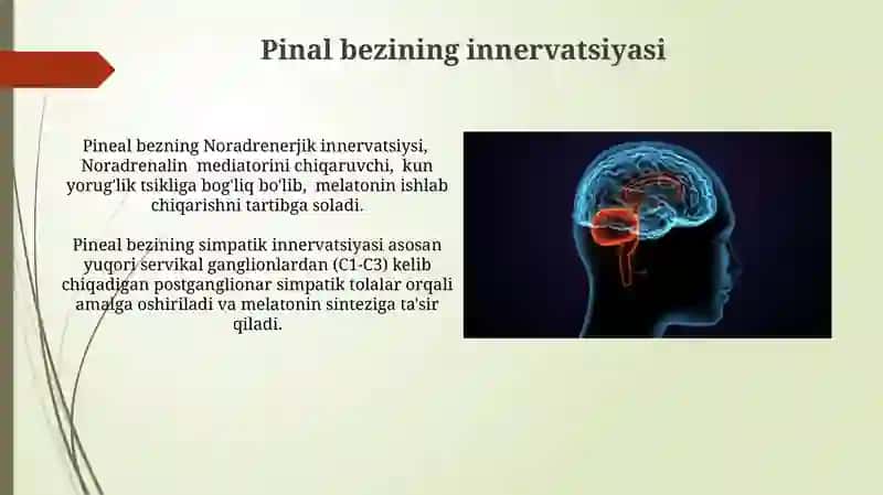 Epifizning ultrastrukturaviy tashkil etilishi va funktsiyalari 4