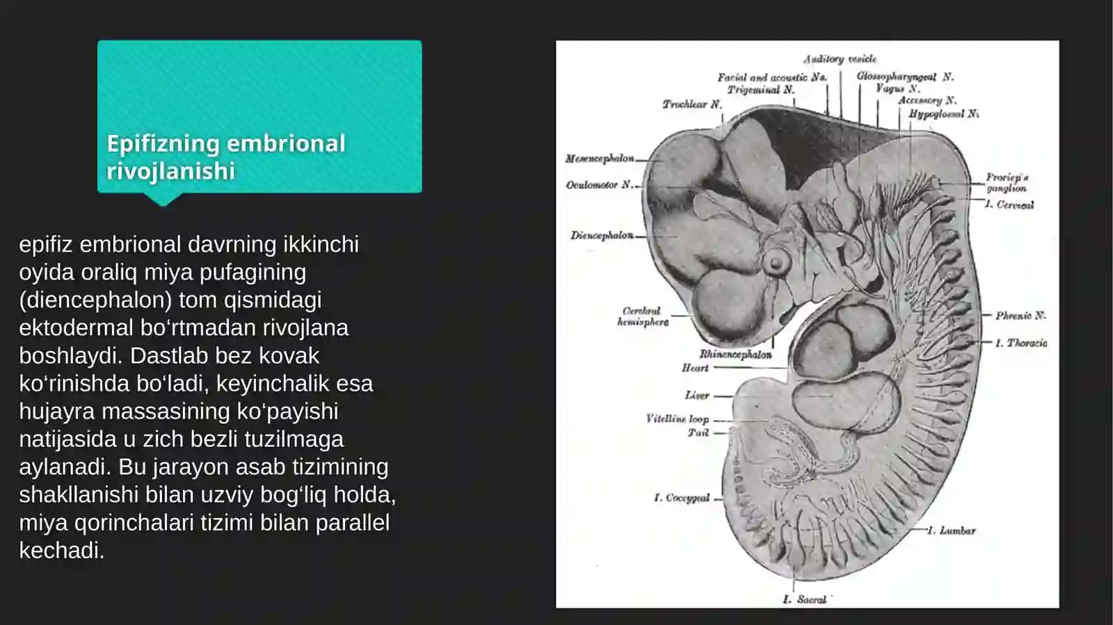 Epifiz (G‘urrasimon tana) – Kirish /Tibbiyotda axborot texnologiyalari mavzusida 4