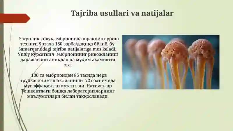 Tovuq hujayrasida embrional rivojlanishni o'rganish 4