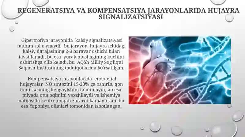 Yurak-qon tomirlar tizimida regenerator va kompensator jarayonlar 4