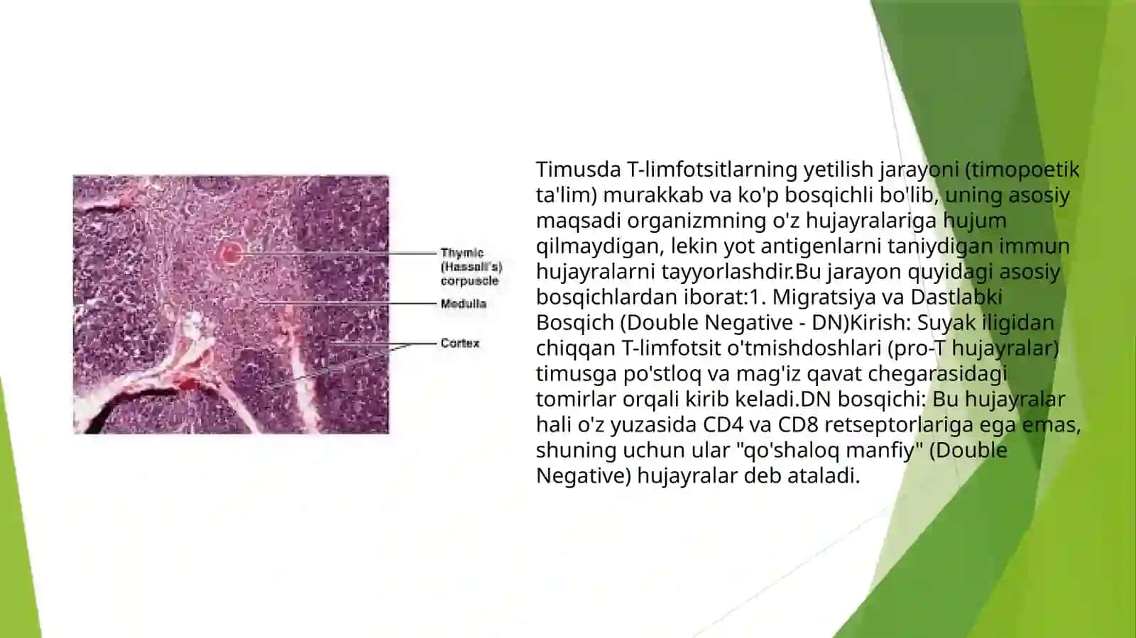 timusdagi T-limfotsitlarning yetilish jarayoni (antigen gabog’liq bo’lmagan immunogenez) 4