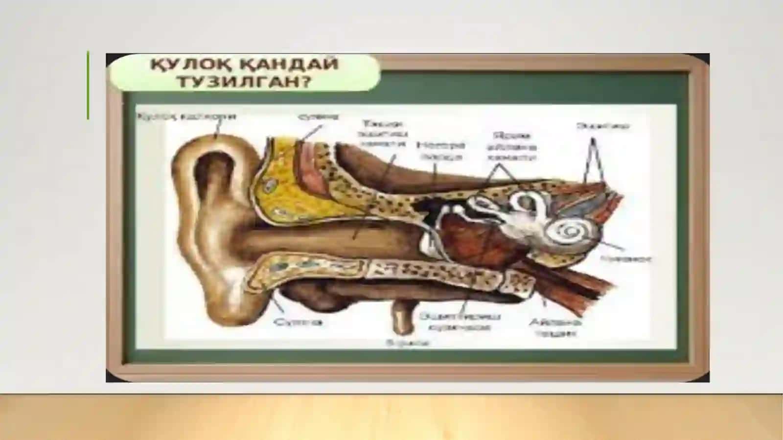 Eshitish organi innervatsiyasining hususiyatlari 4