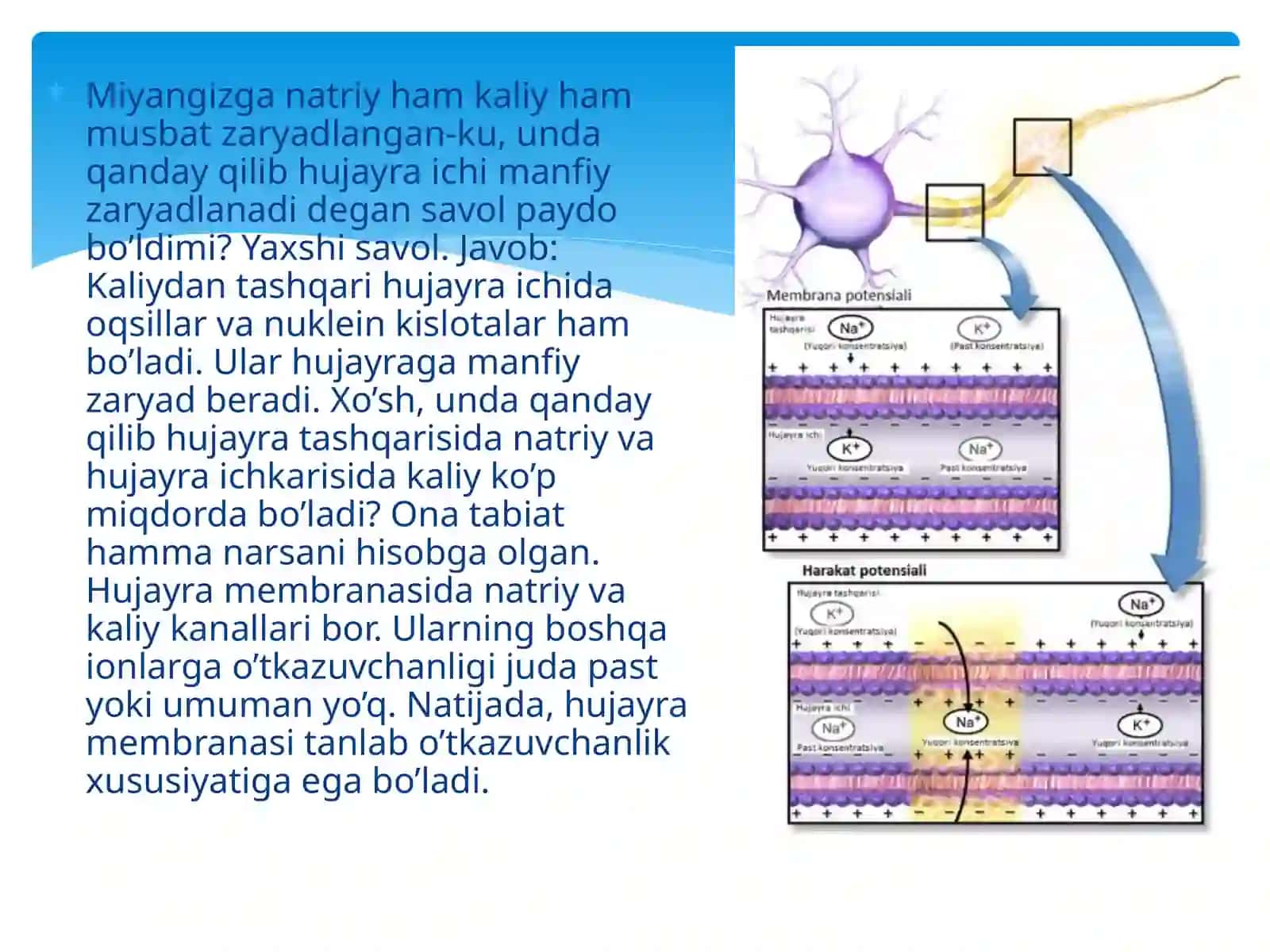 Nerv impulslarining o`tkazilishi va sinaptik harakatlanish 4