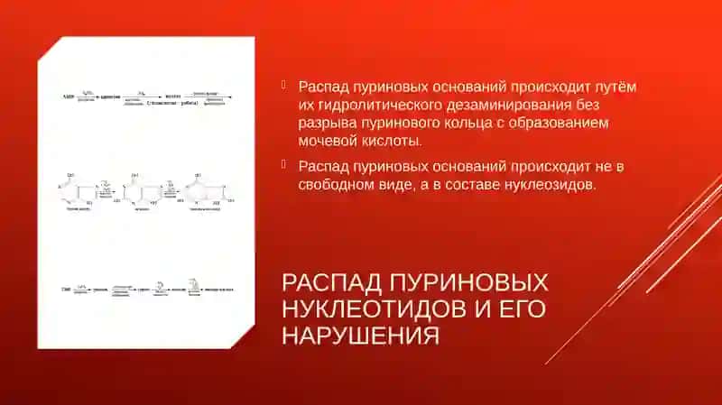 Обмен нуклеотидов 4
