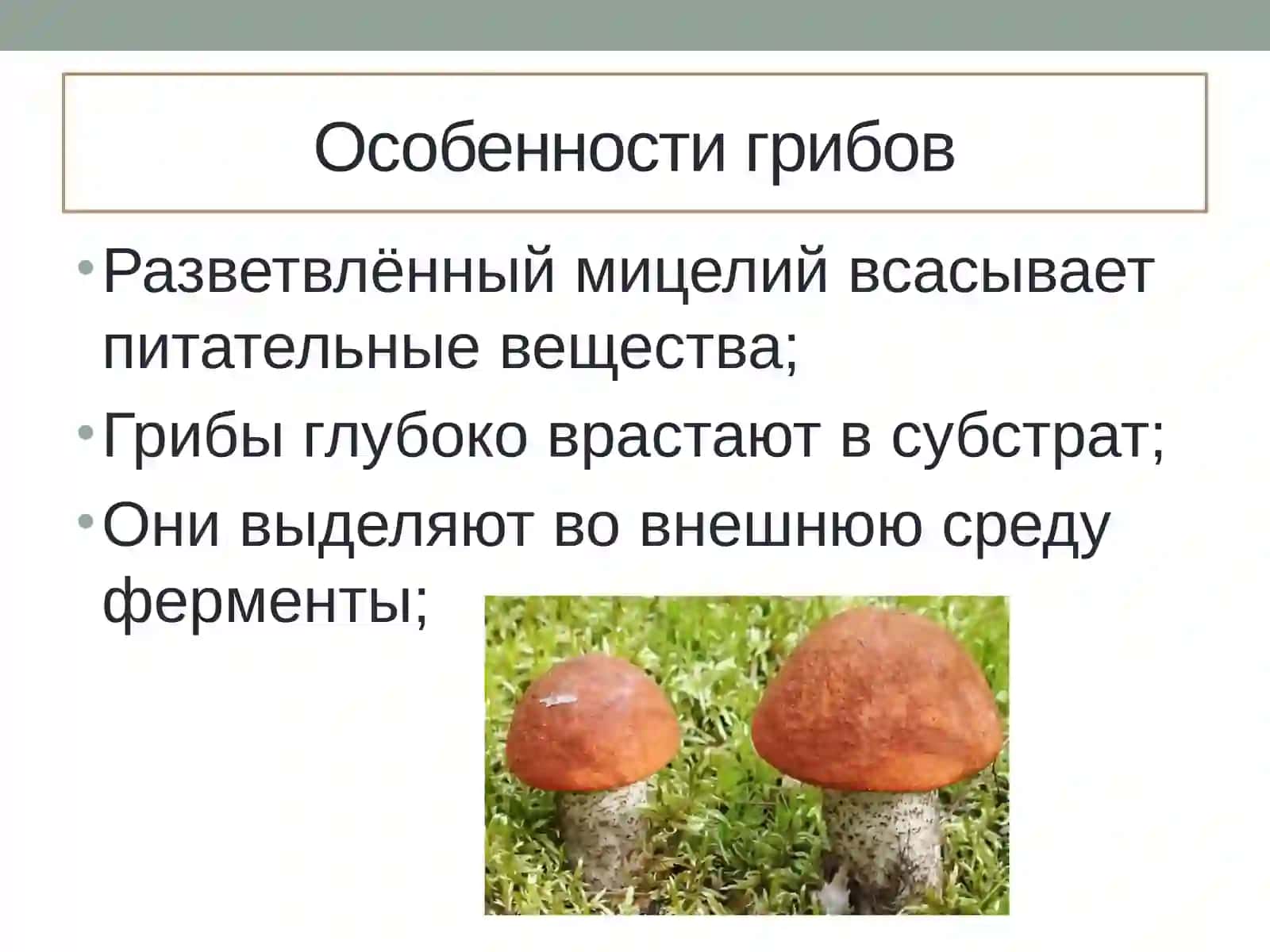 Царство грибы 4