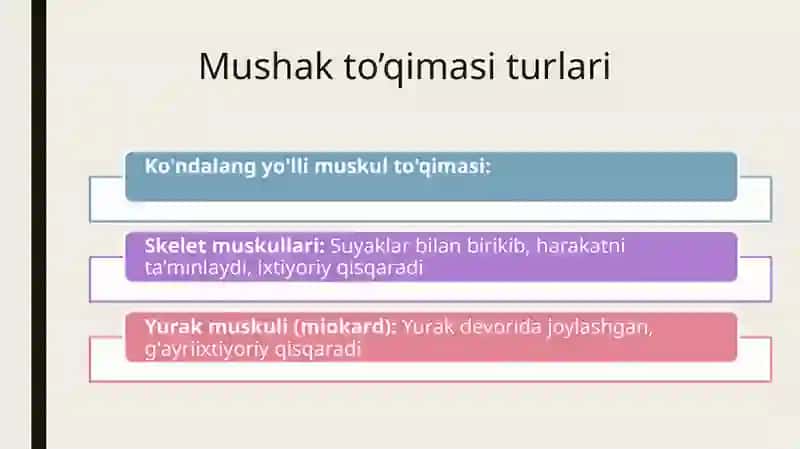 Yosh anatomiyasi, fiziologiyasi va gigiyenasida mushaklarning rivojlanishi 4