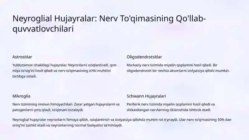 Nerv To'qimalarining Anatomik Xususiyatlari 4