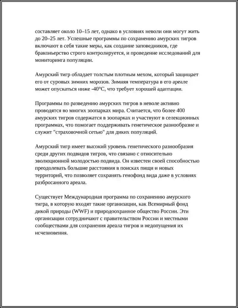 Амурский тигр 4