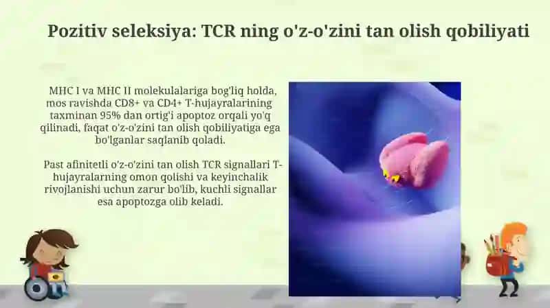 Timusdagi T-limfotsitlarning yetilish jarayoni( antigenga boģliq bòlmagan immunogenez) 4
