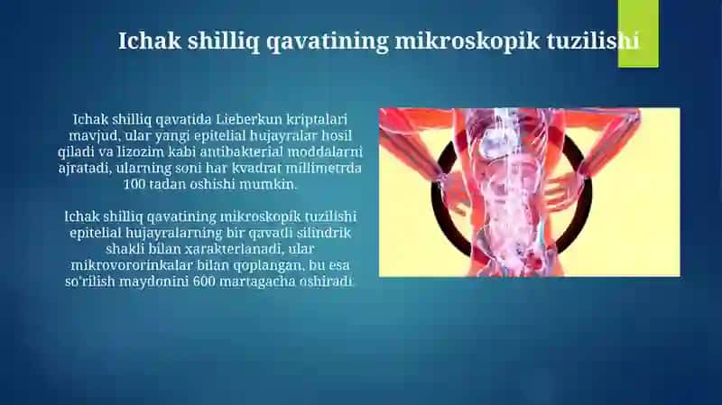 Hazm sistemasini o'rta qismi 4