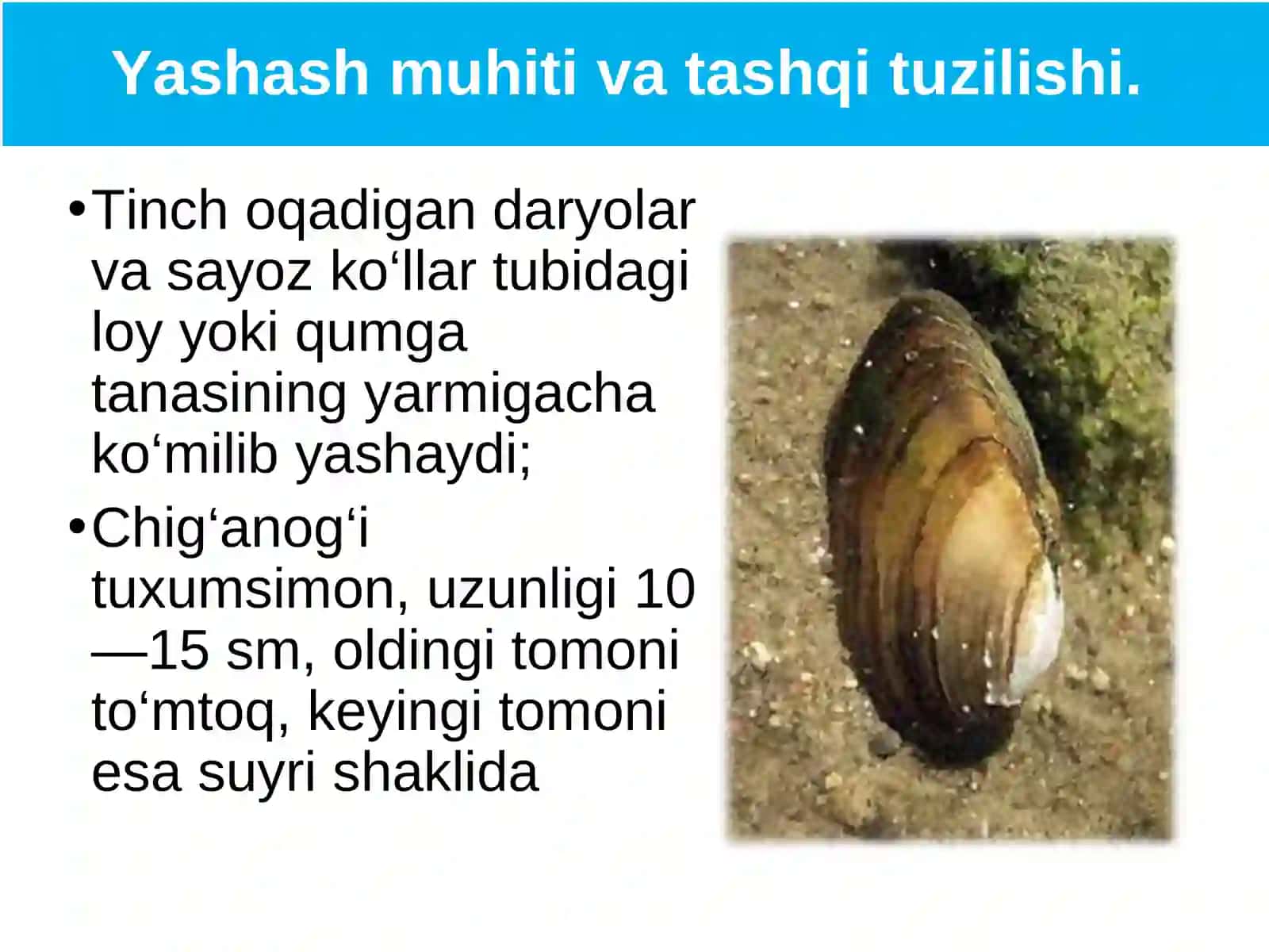 Ikki pallali va boshoyoqli molyuskalar sinflari 4