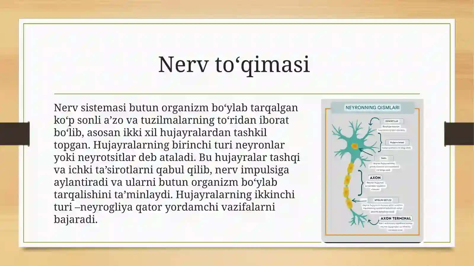 Nerv to'qimasi 4