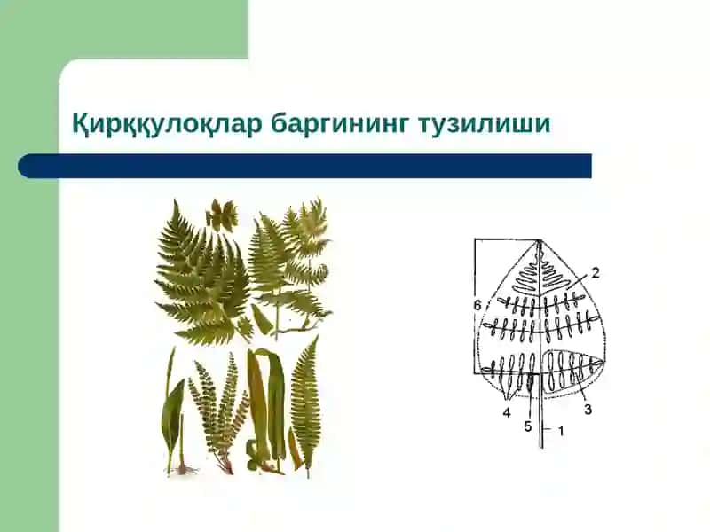 Қирққулоқтоифа ўсимликлар (Polypodiophyta) бўлими(презентация) 4