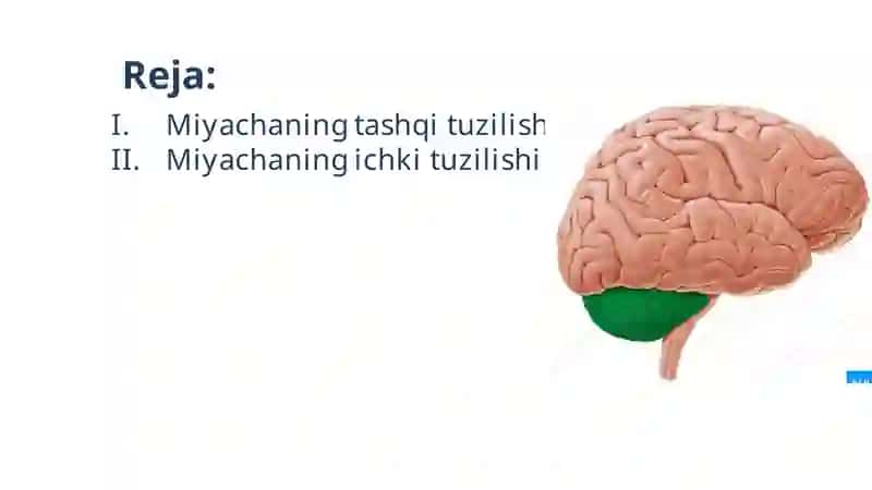 Anatomiya 4