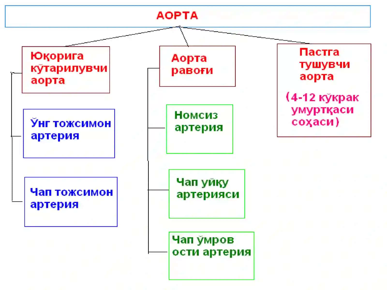 Қон айланиш аъзоларининг тузилиши ва аҳамияти 4