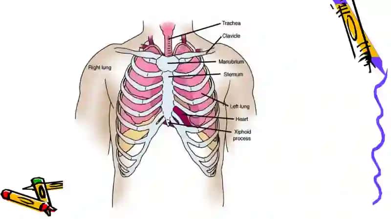 THE chest 4
