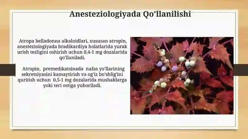 Atropa Belladonna Alkaloidlari va Tibbiyotda Qo'llanilishi 4