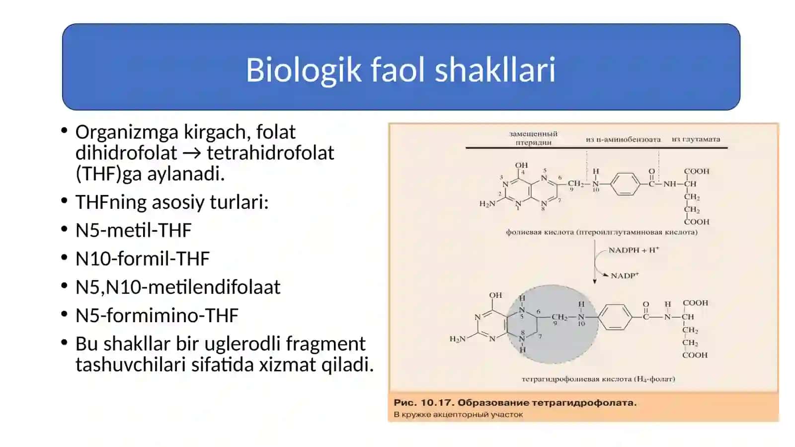 Folat kislotasining yetishmovchiligiSulfanilamid preparatlarining bakteriostatik ta’sir mexanizmi 4