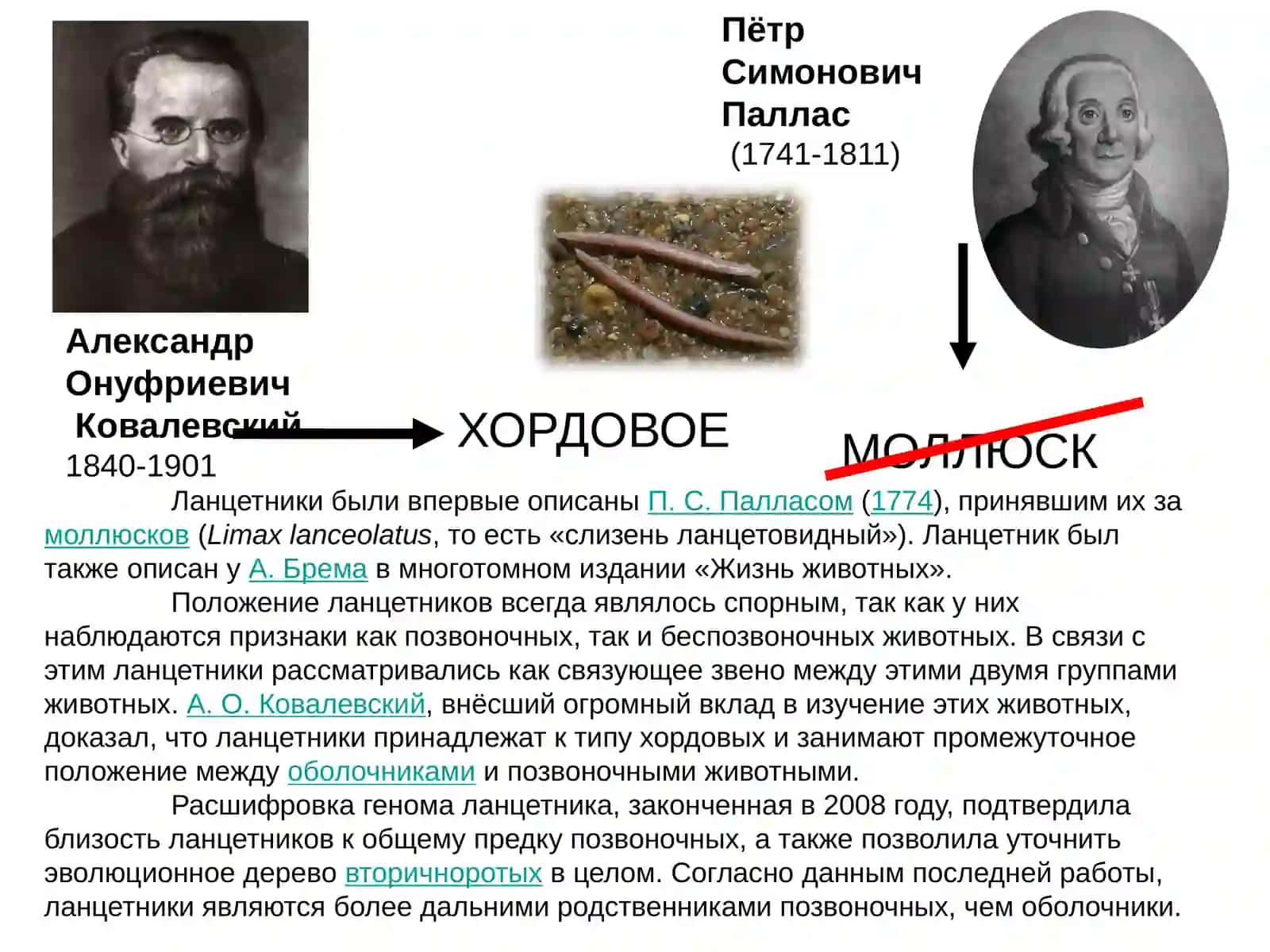 Ланцетник –BRANCHIOSTOMA LANCEOLATUM 4