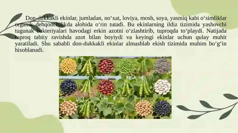 Organik dehqonchilik qilinadigan yerlarda don-dukkakli ekinlarni yetishtirish 4