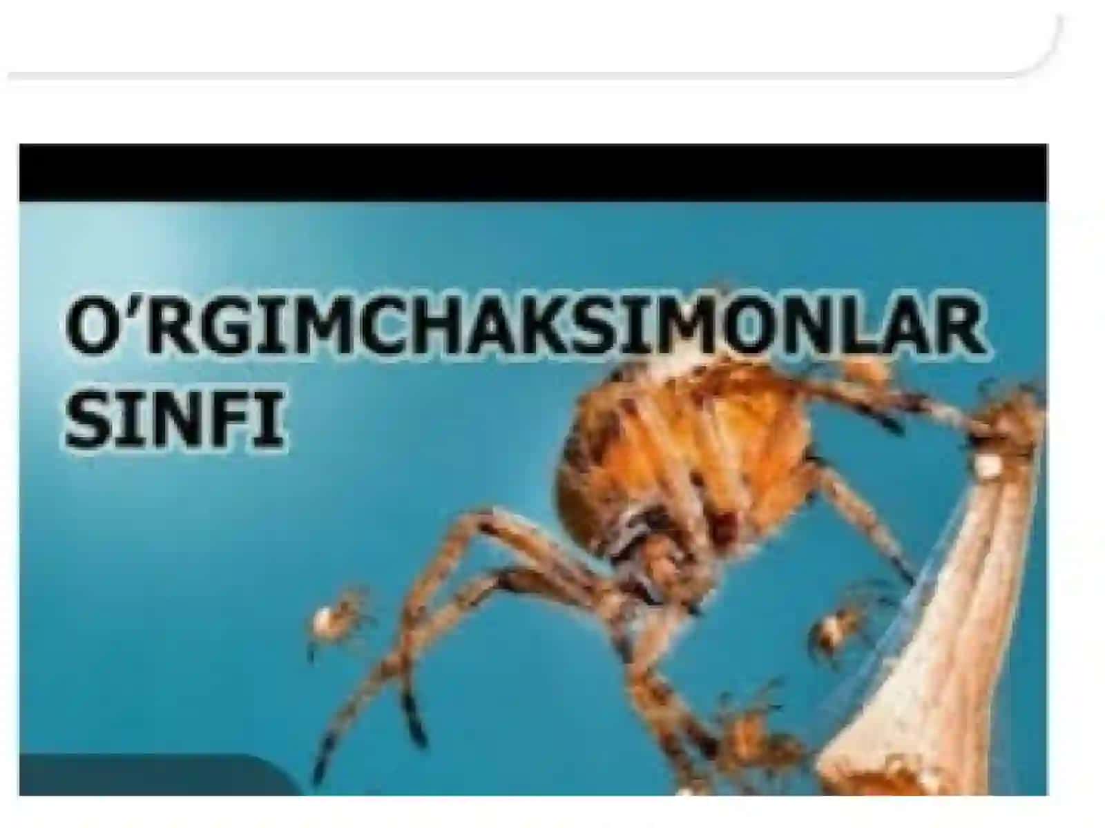 O'rgimchaksimonlar sinfi 4