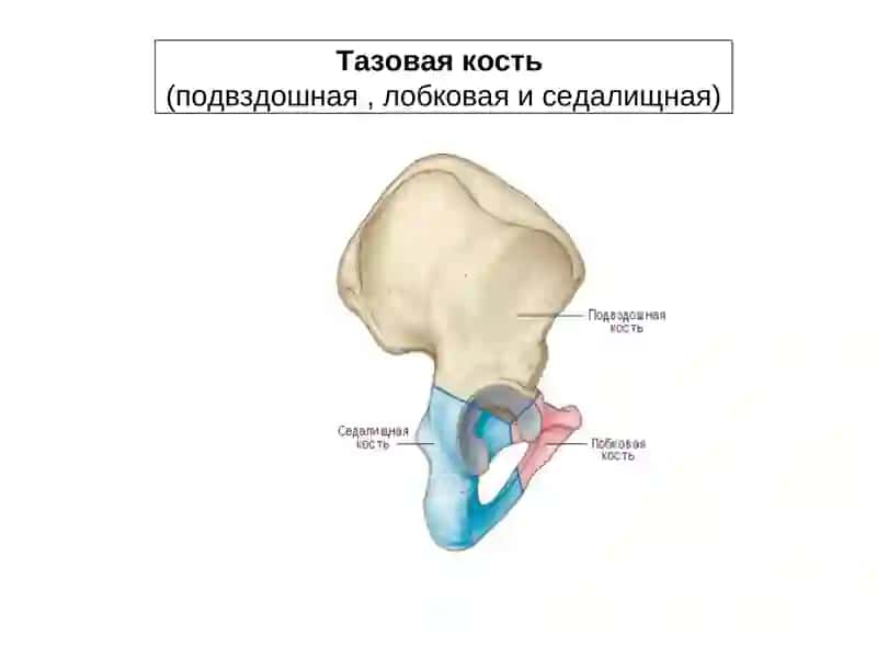 Скелет нижних конечностей 4