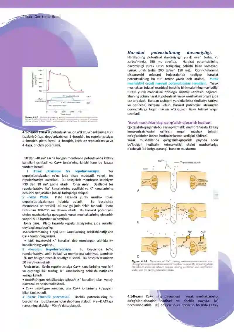 Yurakning funksional anatomiyasi va Yurak muskuli fiziologiyasi 4