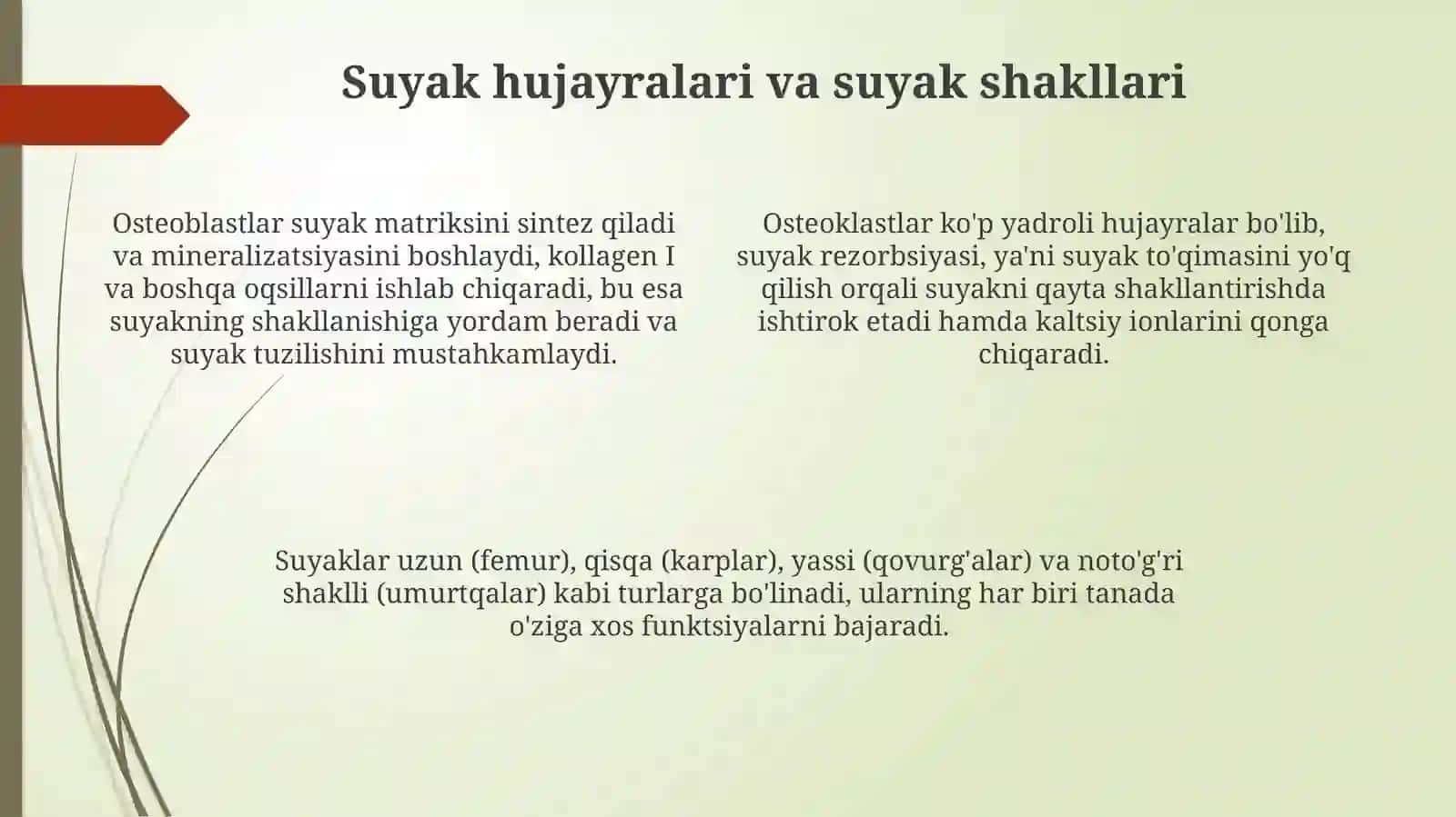 Bosh skeletini tuzilishi va brikishi anatomik tuzilishi bn 4