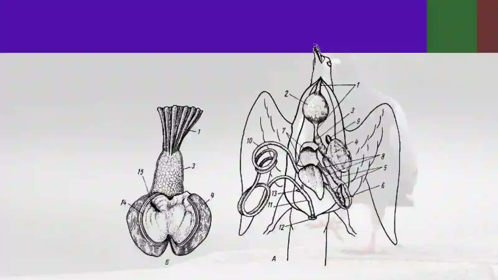 Ko‘kkaptarning skeleti va ichki tuzilishi 4