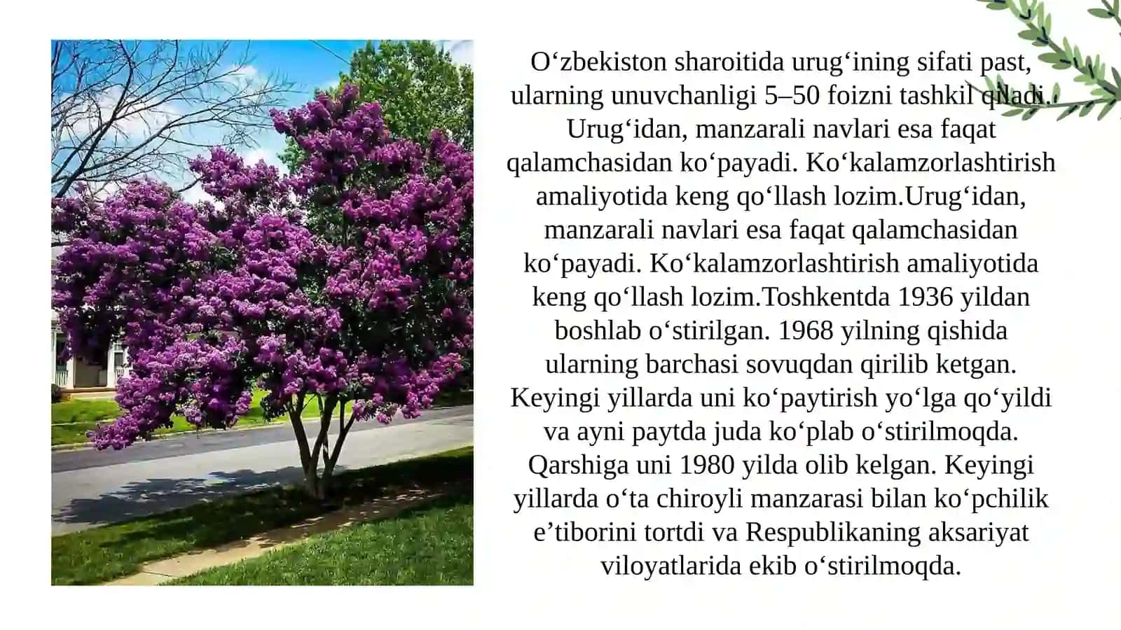 MANZARALI BOG`DORCHILIKDA KENG QO`LLANILADIGAN BUTALAR 4