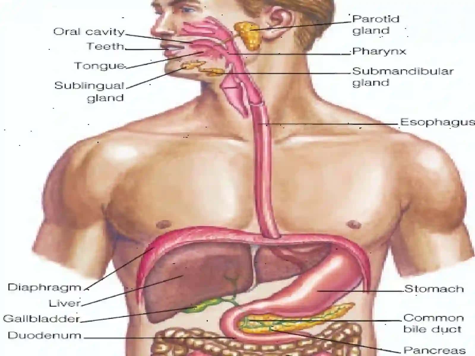 THE DIGESTIVE SYSTEM 4