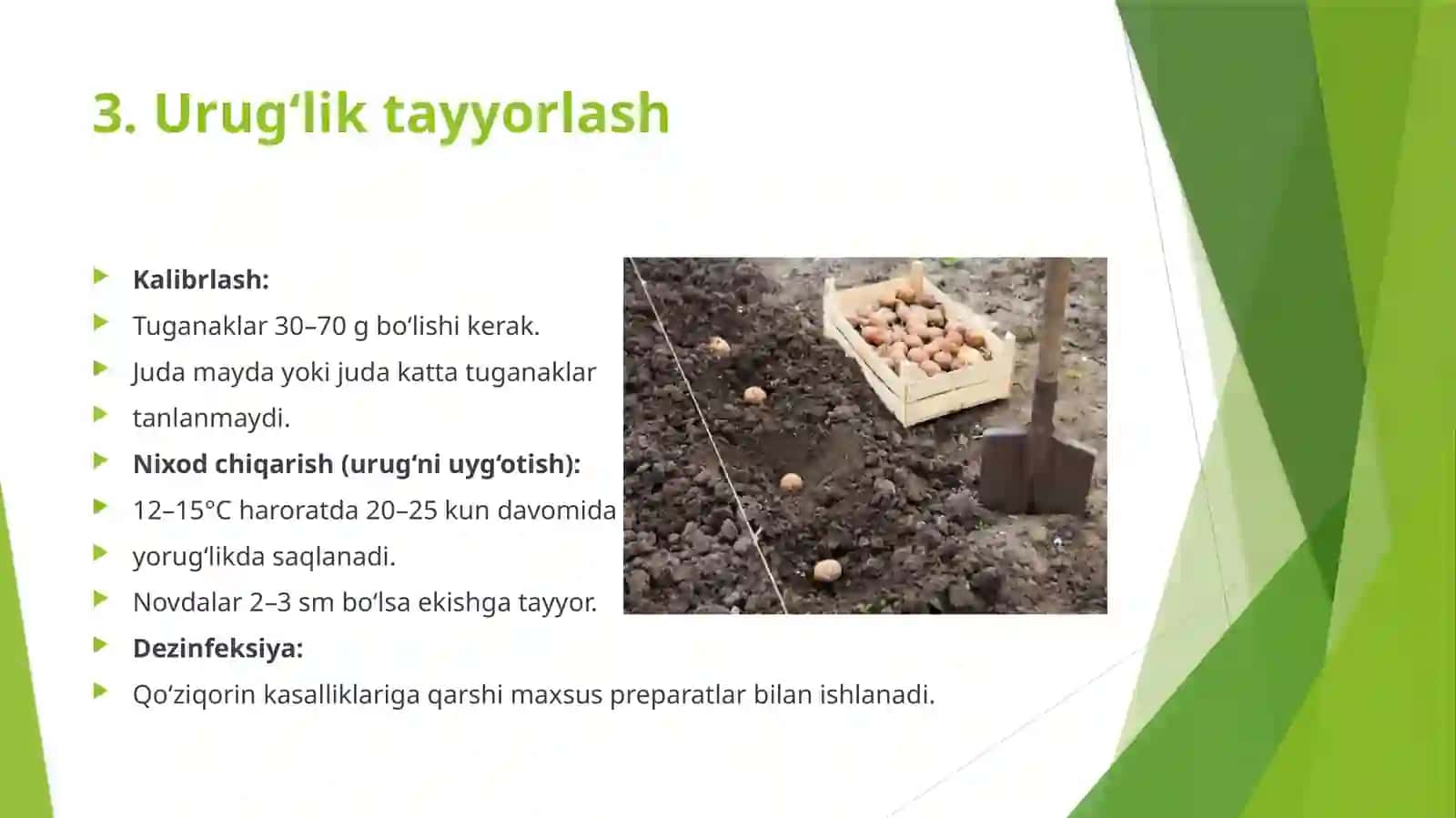 Kartoshka yetishtirish texnologiyasi 4