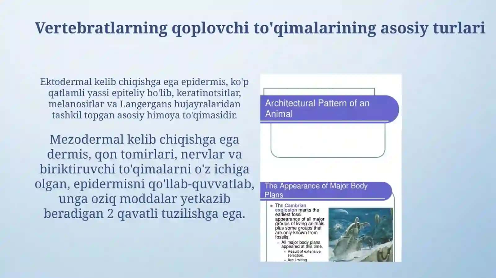 Vertebralilar hayvonlarida qoplovchi to'qimalar filogeniyasi 4