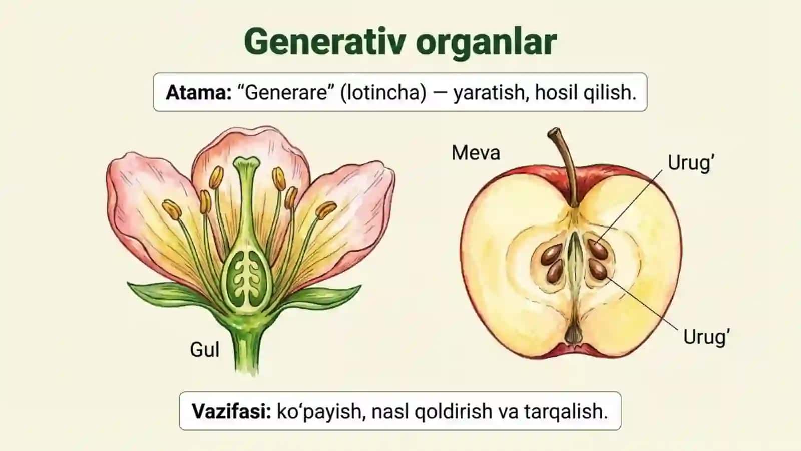 Gulli o'simliklar bilan umumiy tanishish 4