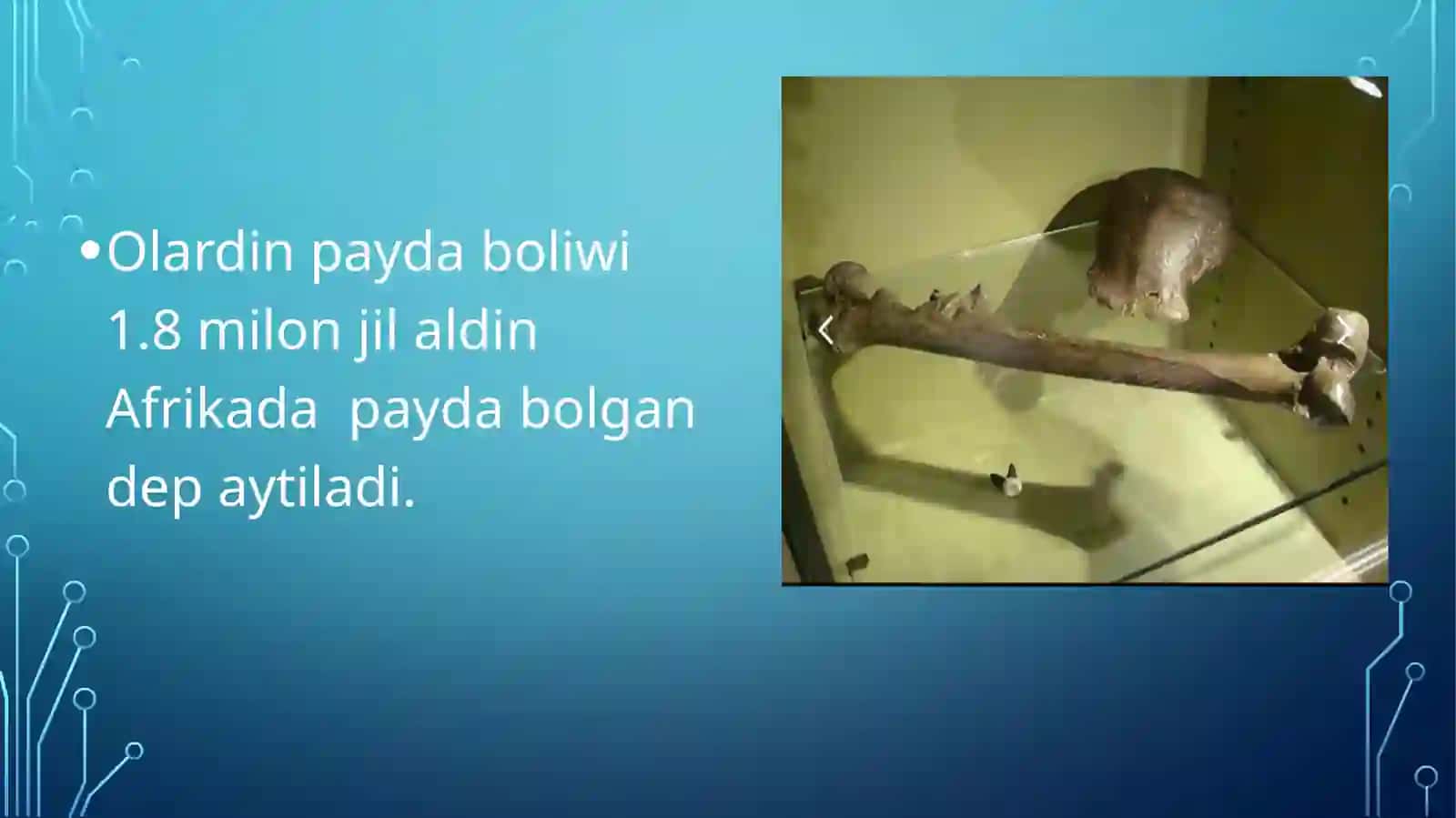 Insan evalyutsisinan tayarlagan slayti 4