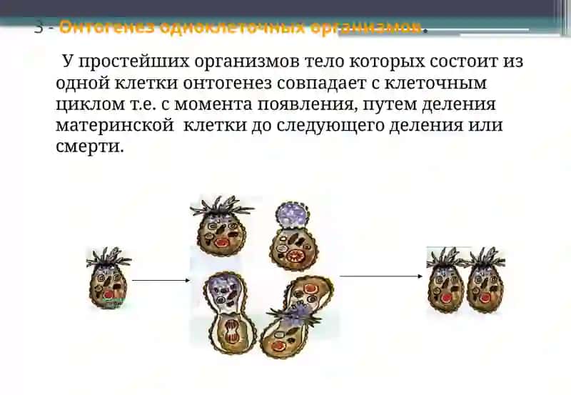 Онтогенез – это длительный и сложный процесс формирования организмов 4