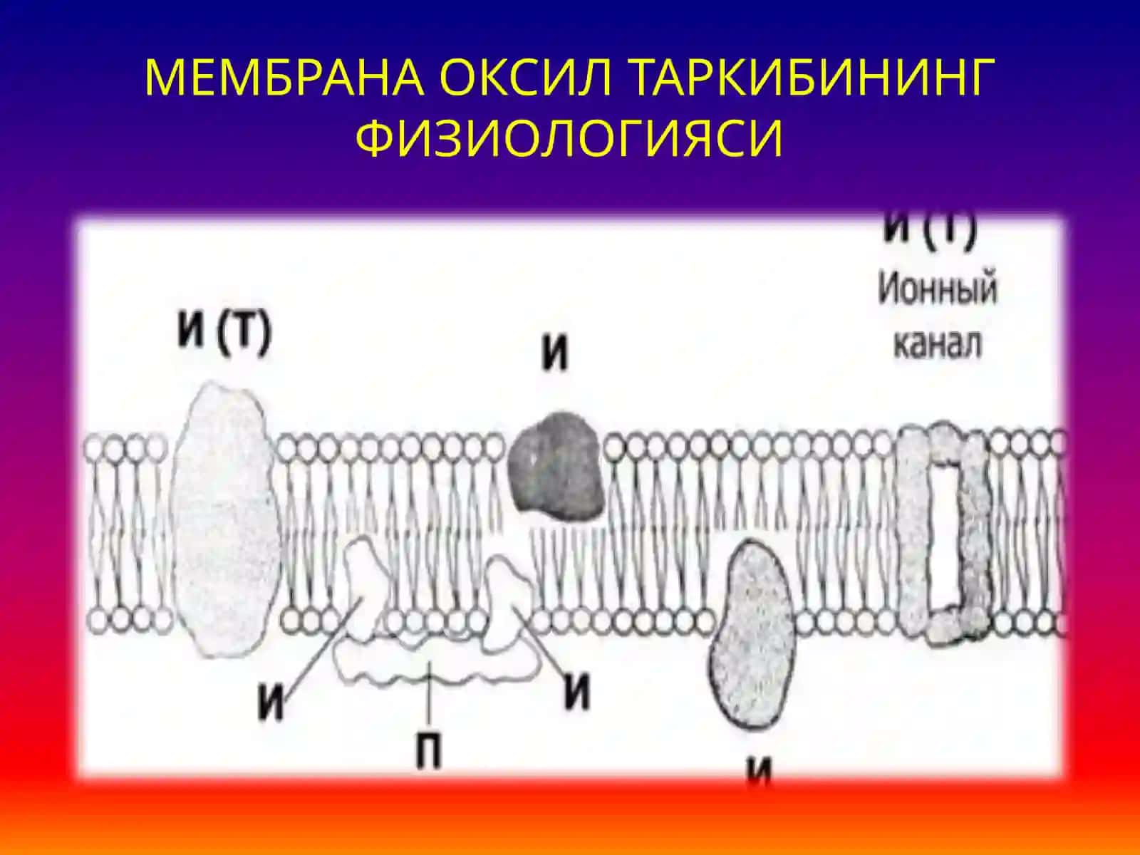 Кўзгалувчан тўқима физиологияси 4