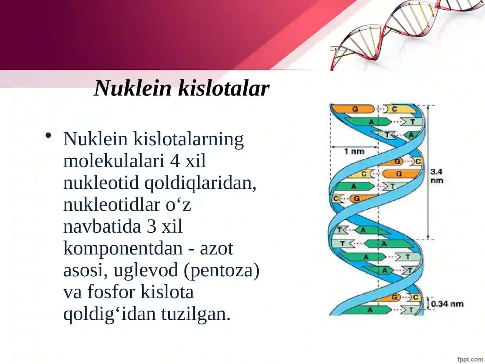 Nuklein kislotalar: tuzilishi, xossalari va biologik funksiyalari 4