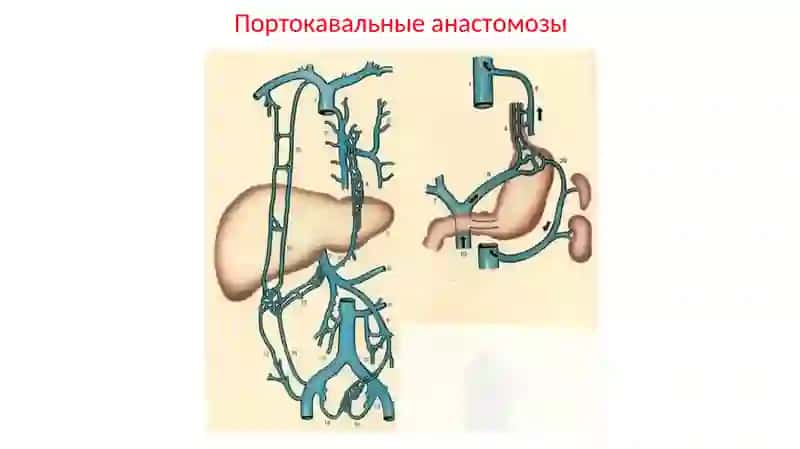 Анатомо-физиологические особенности печени 4